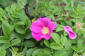 Attēlu rezultāti vaicājumam “Rosa subcanina”