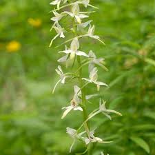 Attēlu rezultāti vaicājumam “Platanthera bifolia flower”
