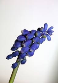Attēlu rezultāti vaicājumam “Muscari neglectum flower”