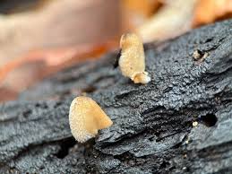 Attēlu rezultāti vaicājumam “Coprinus sp.”