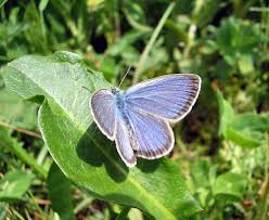Attēlu rezultāti vaicājumam “Maculinea alcon underside”
