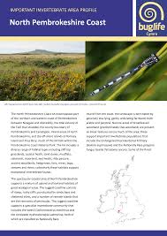 Attēlu rezultāti vaicājumam “Tetratoma ancora”