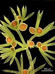 Attēlu rezultāti vaicājumam “Nitella sp.”