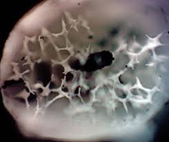 Attēlu rezultāti vaicājumam “Badhamia melanospora macro”