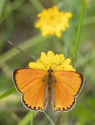 Attēlu rezultāti vaicājumam “Lycaena virgaureae male”