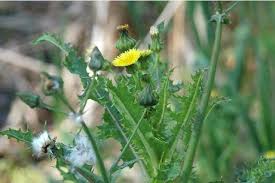 Attēlu rezultāti vaicājumam “Sonchus oleraceus”