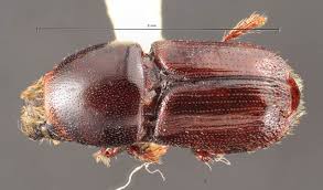 Attēlu rezultāti vaicājumam “Scolytus ratzeburgi”