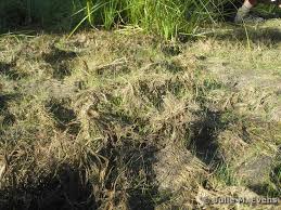 Attēlu rezultāti vaicājumam “Isoetes echinospora leaf”