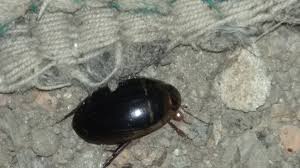 Attēlu rezultāti vaicājumam “Hydaticus transversalis”