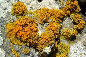 Attēlu rezultāti vaicājumam “Xanthoria candelaria”