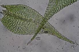 Attēlu rezultāti vaicājumam “Hygroamblystegium varium”