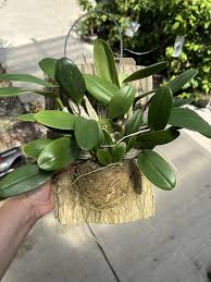 Attēlu rezultāti vaicājumam “Didymium aggregatum”