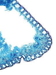 Attēlu rezultāti vaicājumam “Scirpus sylvaticus leaf”