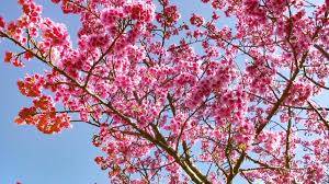 Image result for 緋寒桜
