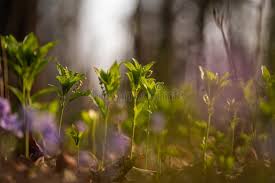 Attēlu rezultāti vaicājumam “Mercurialis perennis flower”