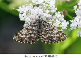 Attēlu rezultāti vaicājumam “Ematurga atomaria”