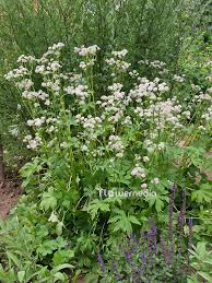 Attēlu rezultāti vaicājumam “Astrantia major fruit”