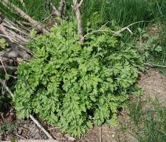 Attēlu rezultāti vaicājumam “Artemisia vulgaris bud”