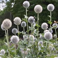 Attēlu rezultāti vaicājumam “Echinops sphaerocephalus flower”