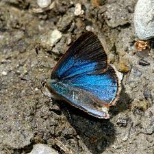 Attēlu rezultāti vaicājumam “Epirhoe tristata”