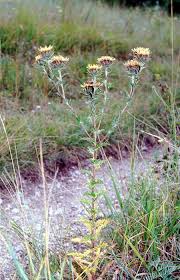 Attēlu rezultāti vaicājumam “Carlina biebersteinii flower”