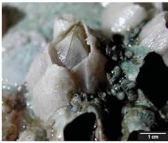 Attēlu rezultāti vaicājumam “Balanus improvisus”