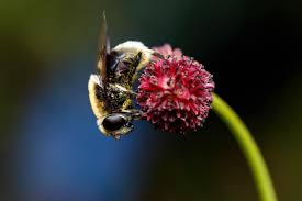 Attēlu rezultāti vaicājumam “Volucella bombylans”