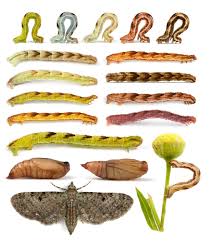 Attēlu rezultāti vaicājumam “Eupithecia subumbrata larva”