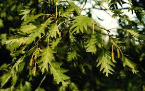 Attēlu rezultāti vaicājumam “Alnus glutinosa”