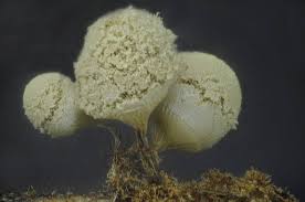 Attēlu rezultāti vaicājumam “Arcyria minuta macro”