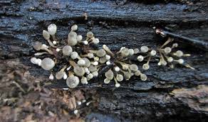 Attēlu rezultāti vaicājumam “Phleogena faginea”