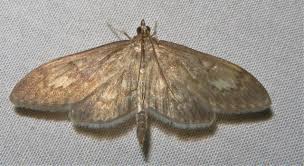 Attēlu rezultāti vaicājumam “Anania lancealis”