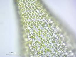 Attēlu rezultāti vaicājumam “Sphagnum riparium”