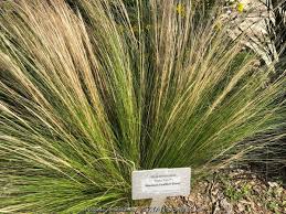 Attēlu rezultāti vaicājumam “Najas tenuissima”