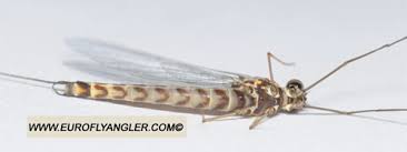 Attēlu rezultāti vaicājumam “Siphlonurus male”