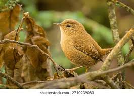 Attēlu rezultāti vaicājumam “Troglodytes troglodytes”