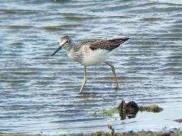 Attēlu rezultāti vaicājumam “Tringa nebularia”