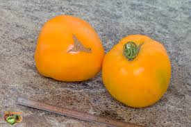 Afbeeldingsresultaat voor belarus orange tomato