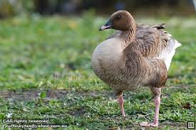 Attēlu rezultāti vaicājumam “Anser brachyrhynchus”