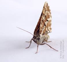 Attēlu rezultāti vaicājumam “Bupalus piniaria”