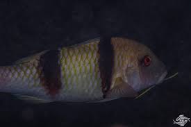 Image result for Parupeneus trifasciatus
