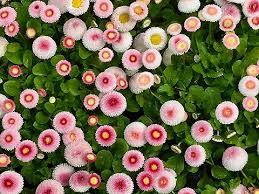 Attēlu rezultāti vaicājumam “Bellis perennis flower”