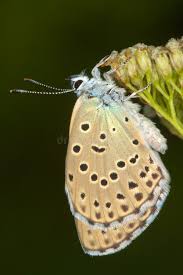 Attēlu rezultāti vaicājumam “Maculinea alcon underside”