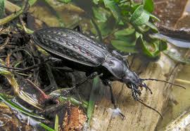 Attēlu rezultāti vaicājumam “Carabus clathratus”