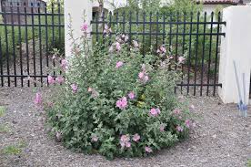 Image result for Lavatera thuringiaca