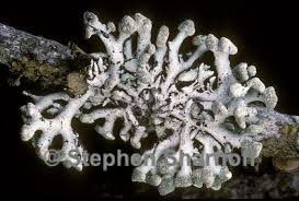 Attēlu rezultāti vaicājumam “Hypogymnia tubulosa”