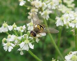 Attēlu rezultāti vaicājumam “Syrphus sp. imago”
