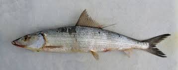 Image result for Albula vulpes