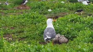 Attēlu rezultāti vaicājumam “Larus argentatus nest”