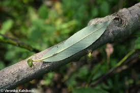 Attēlu rezultāti vaicājumam “Salix daphnoides leaf”